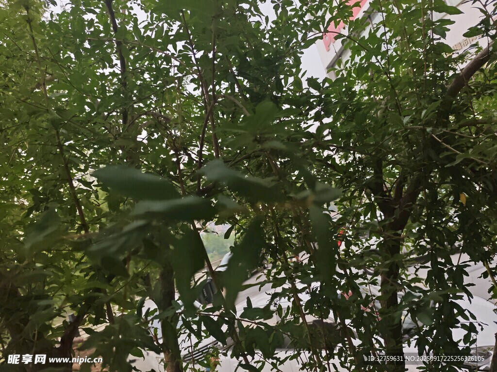 绿叶间的朦胧景象