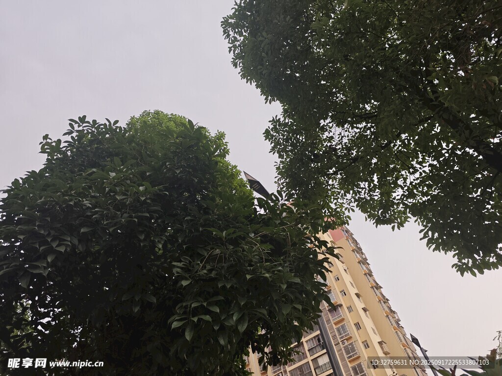 仰视绿树与高楼