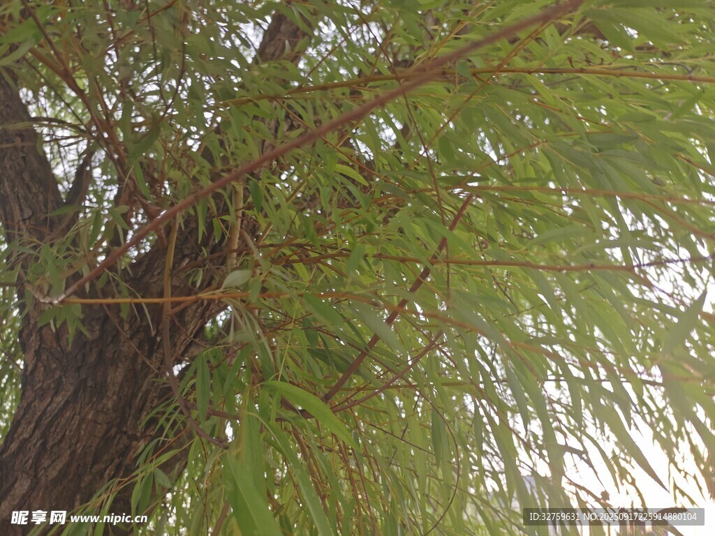 垂柳枝叶繁茂的景象