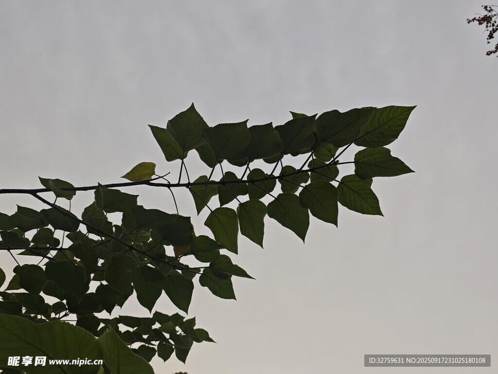 枝头绿叶在微光中摇曳