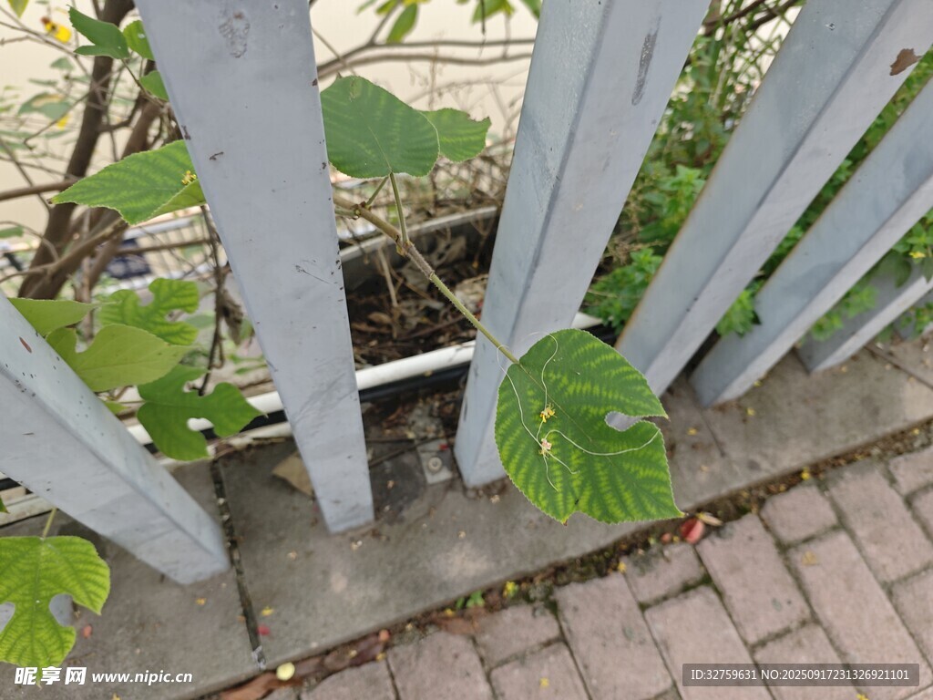 栅栏边生长的翠绿叶片