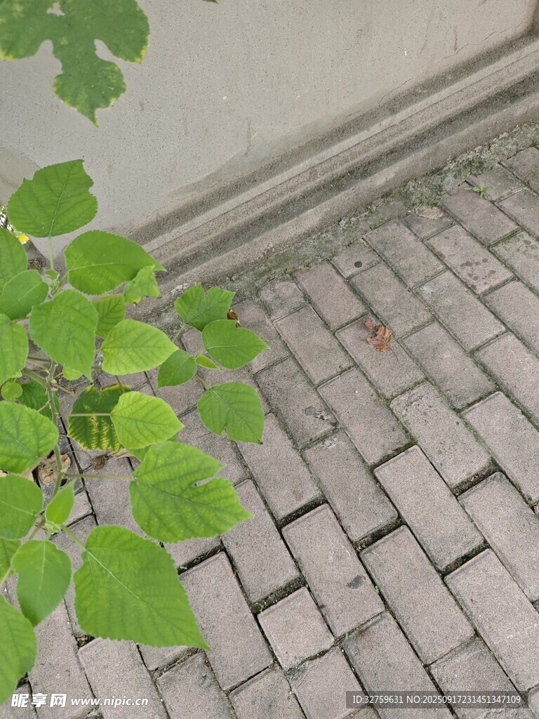 砖缝中生长的嫩绿植物