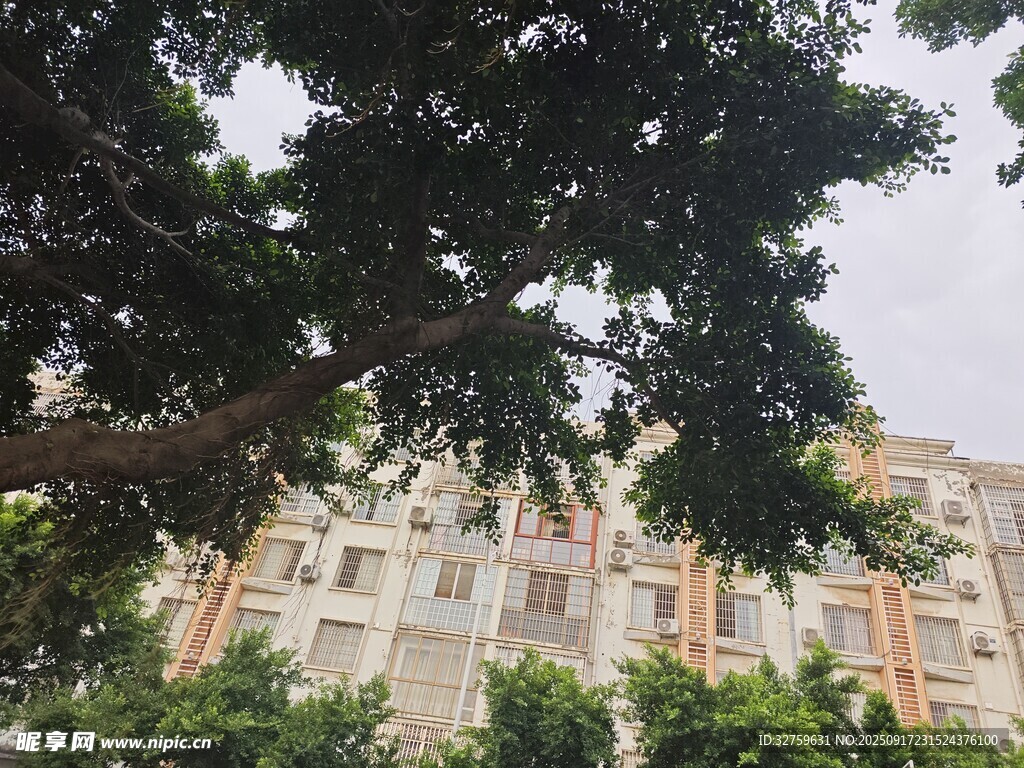 绿树掩映下的多层居民楼