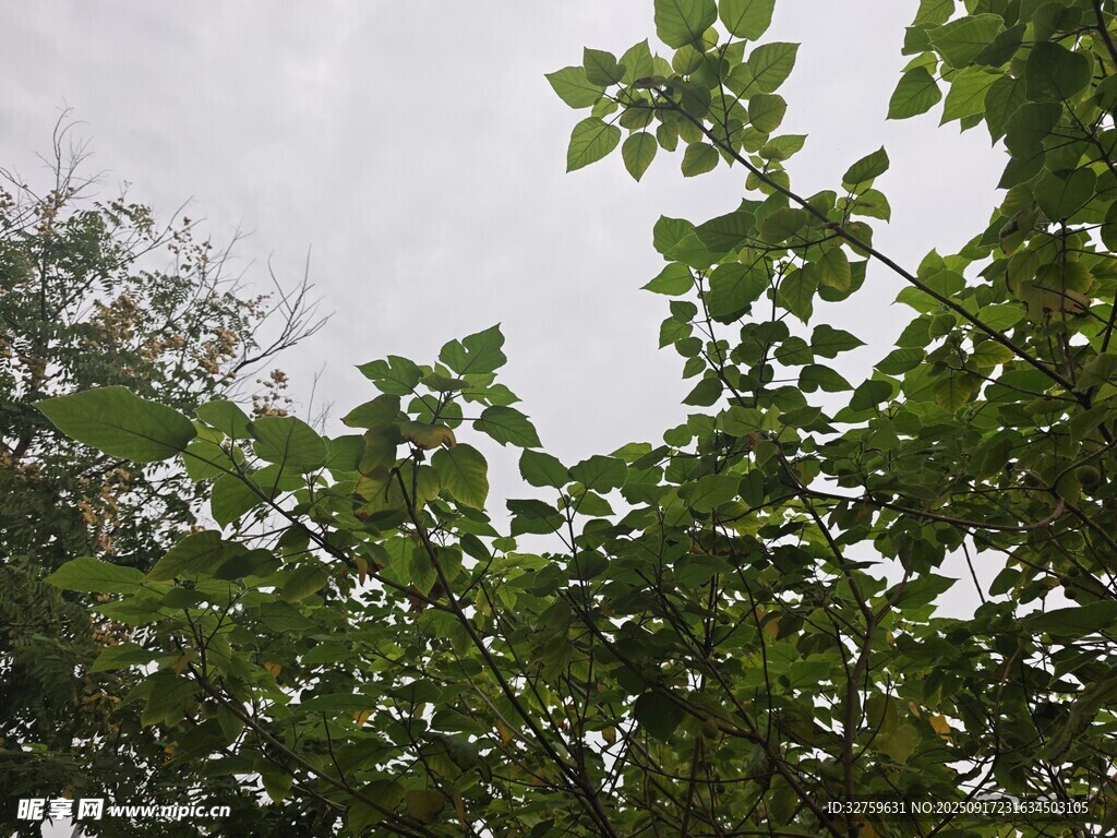 绿叶繁茂的树梢景象