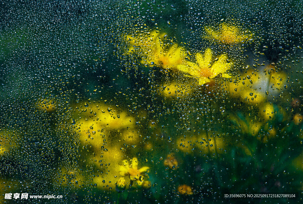 雨中绽放的黄色小花