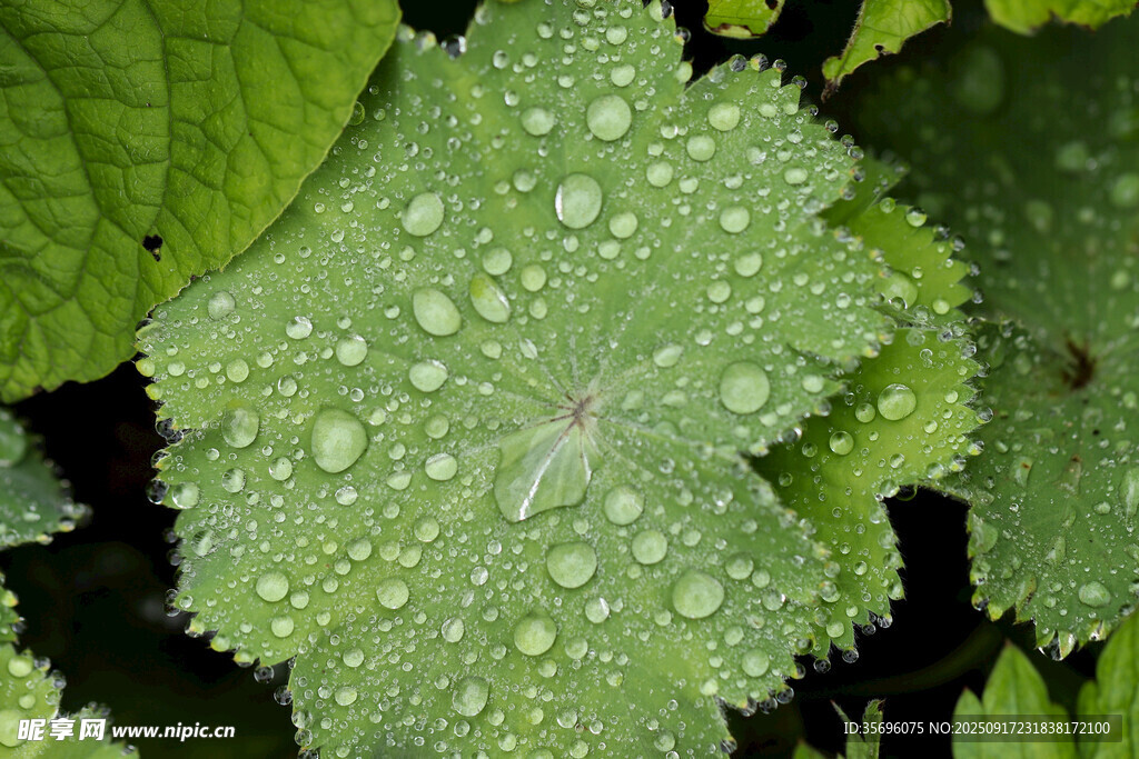 绿叶上晶莹的水珠