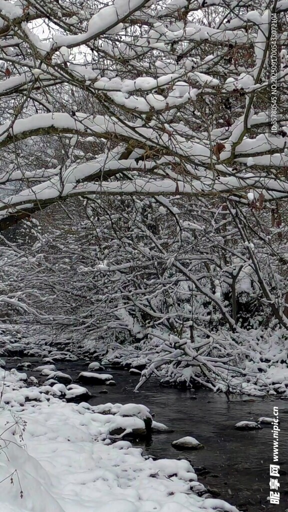冬日雪覆溪流树林美景