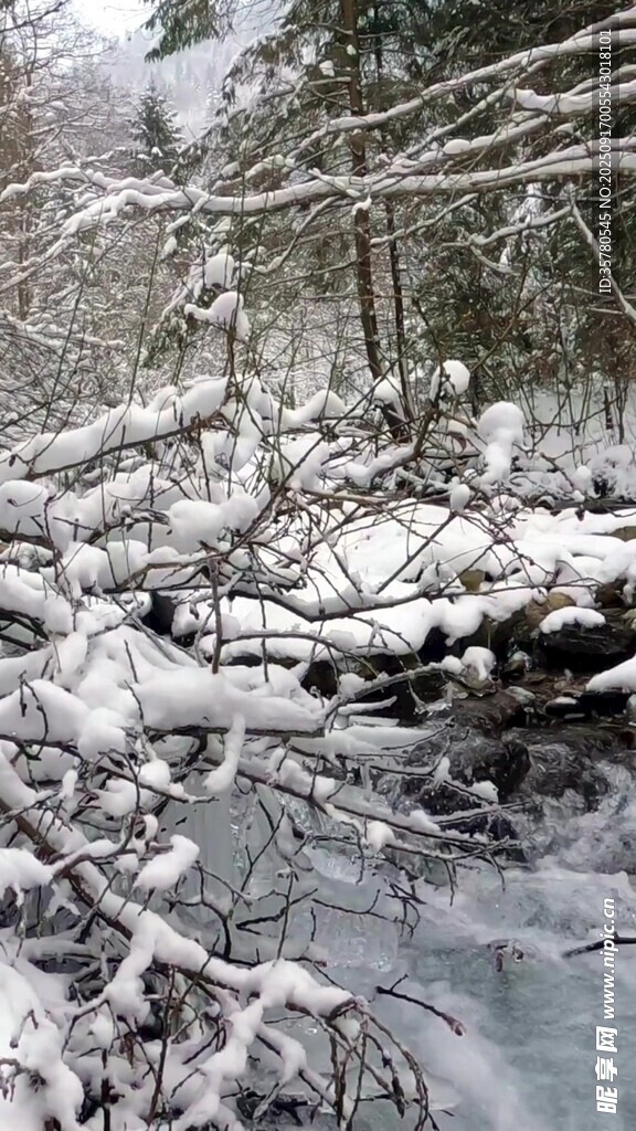 冬日雪覆树林溪流景象