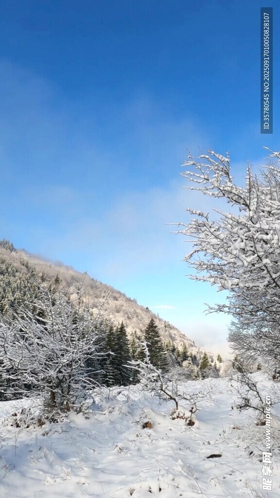 冬日雪景中的山林树木