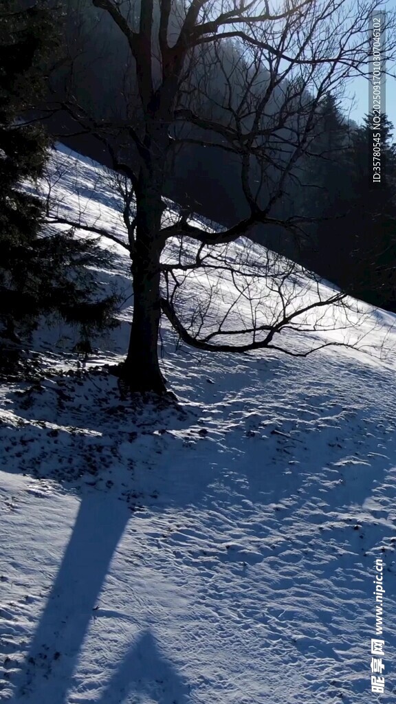 冬日雪林孤树的静谧景象