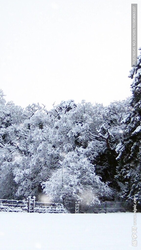 冬日雪景银装素裹的树林