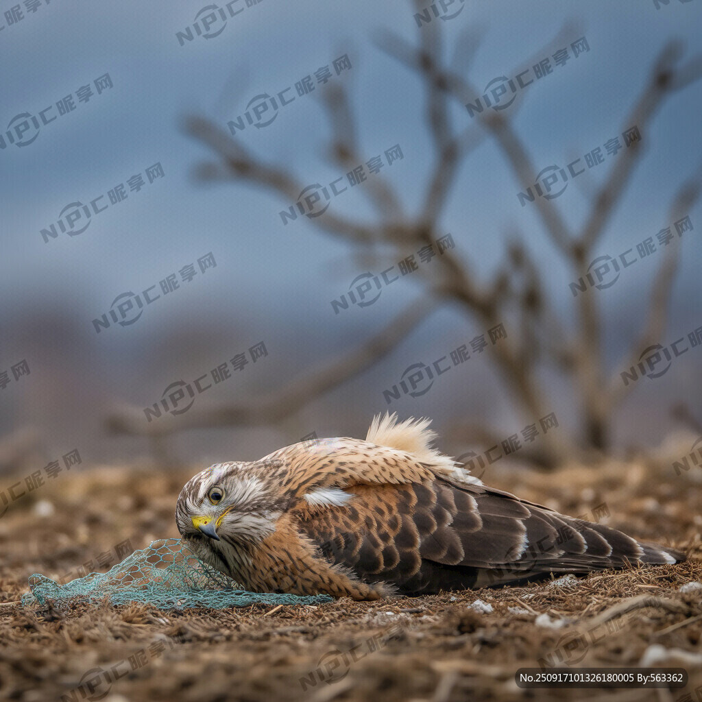 赤腹鹰被网网住 倒在地上