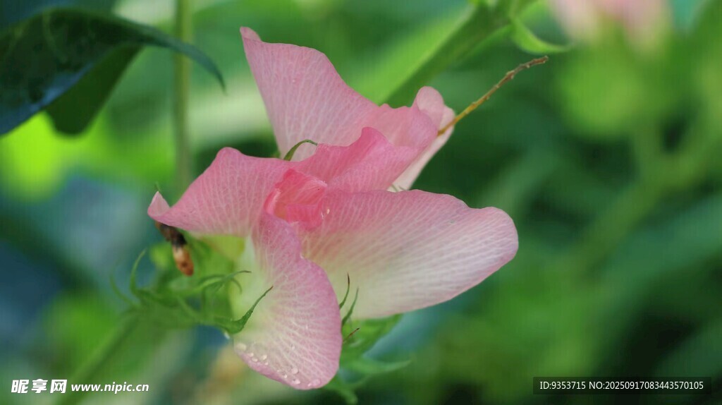 娇艳粉色木槿花特写