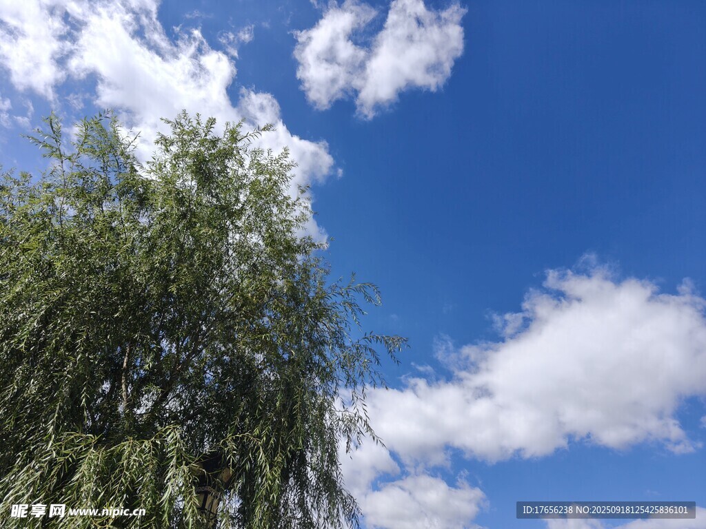 蓝天绿树间的清新景致