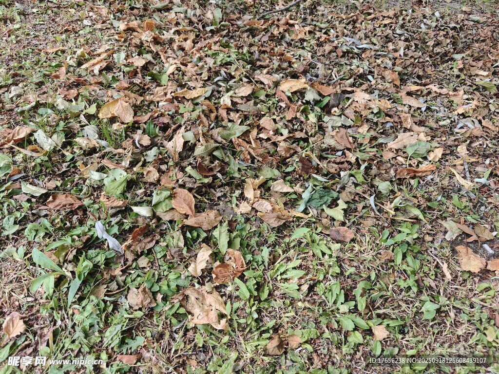 地面落叶
