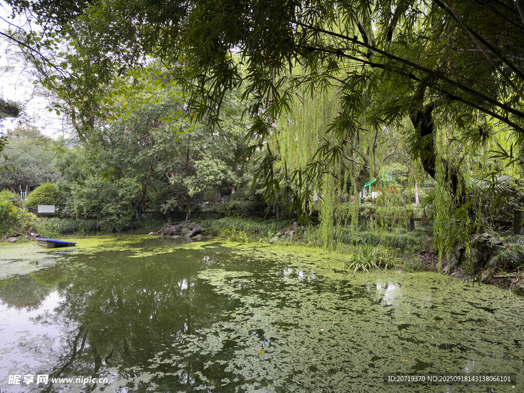 林间静谧池塘覆满浮萍