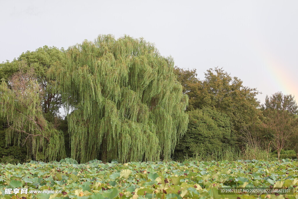 柳树荷叶