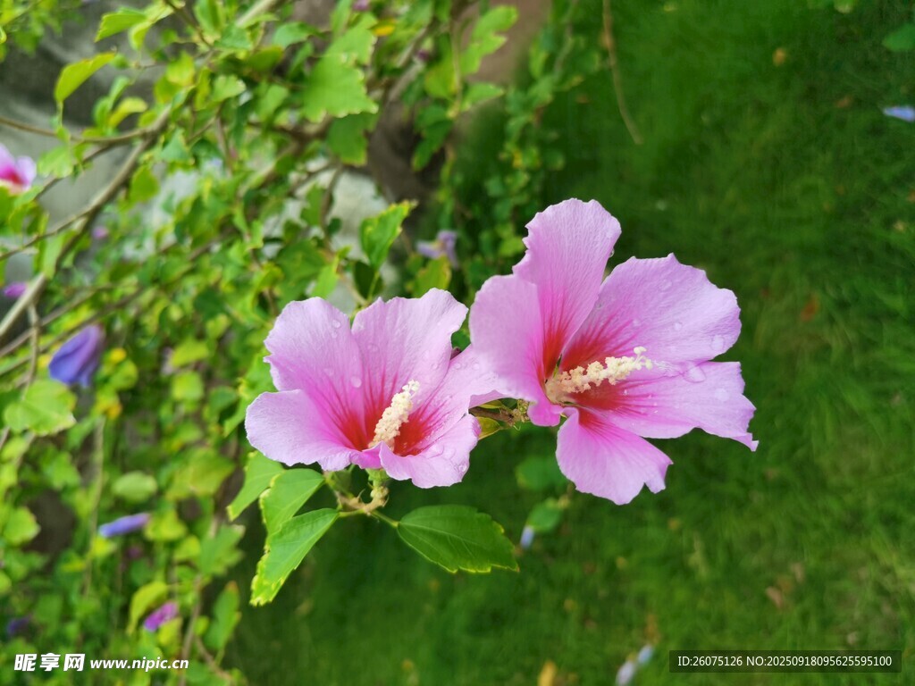 两朵娇艳木槿花