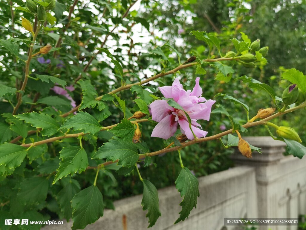 墙边绽放的娇艳粉色花朵