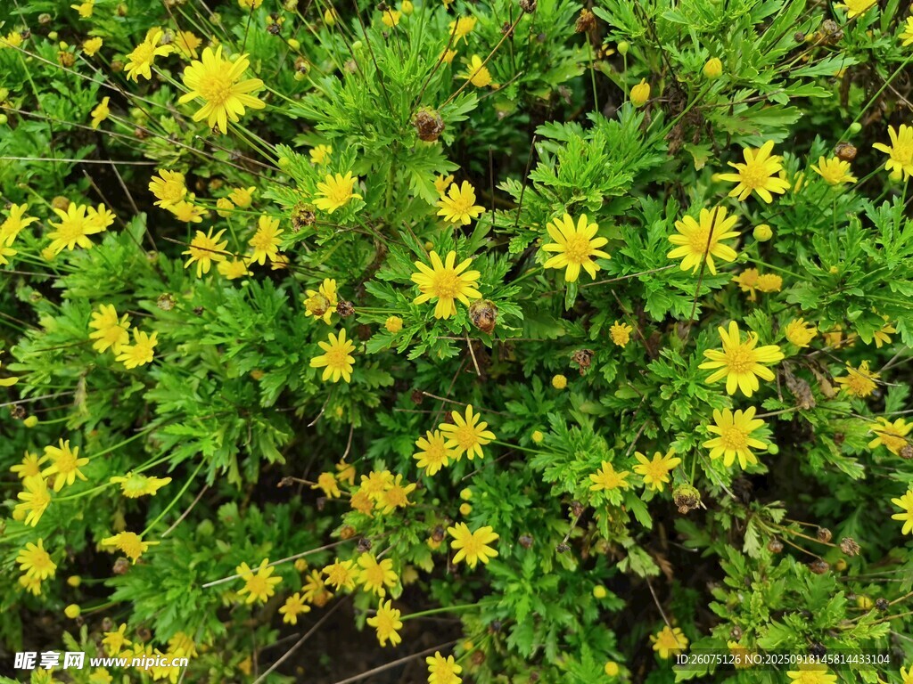 金黄灿烂的小黄花植物