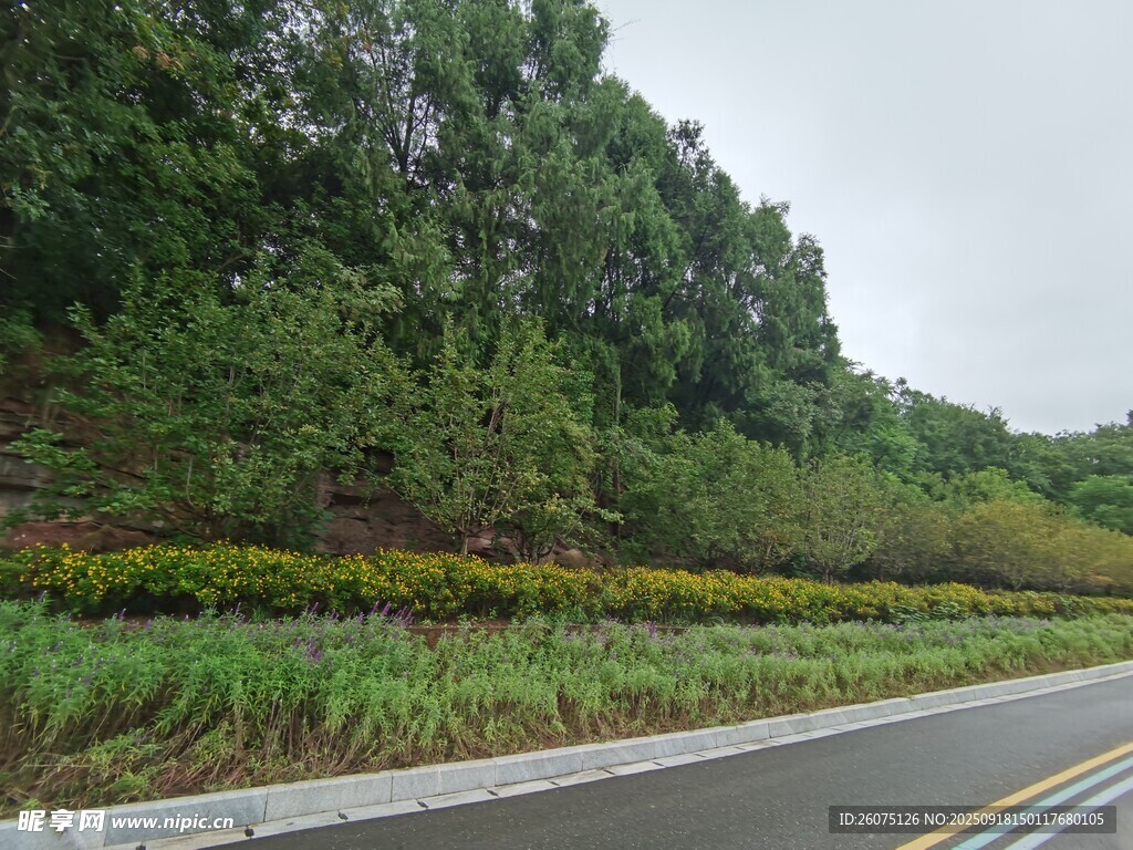 公路旁绿意盎然的自然景致