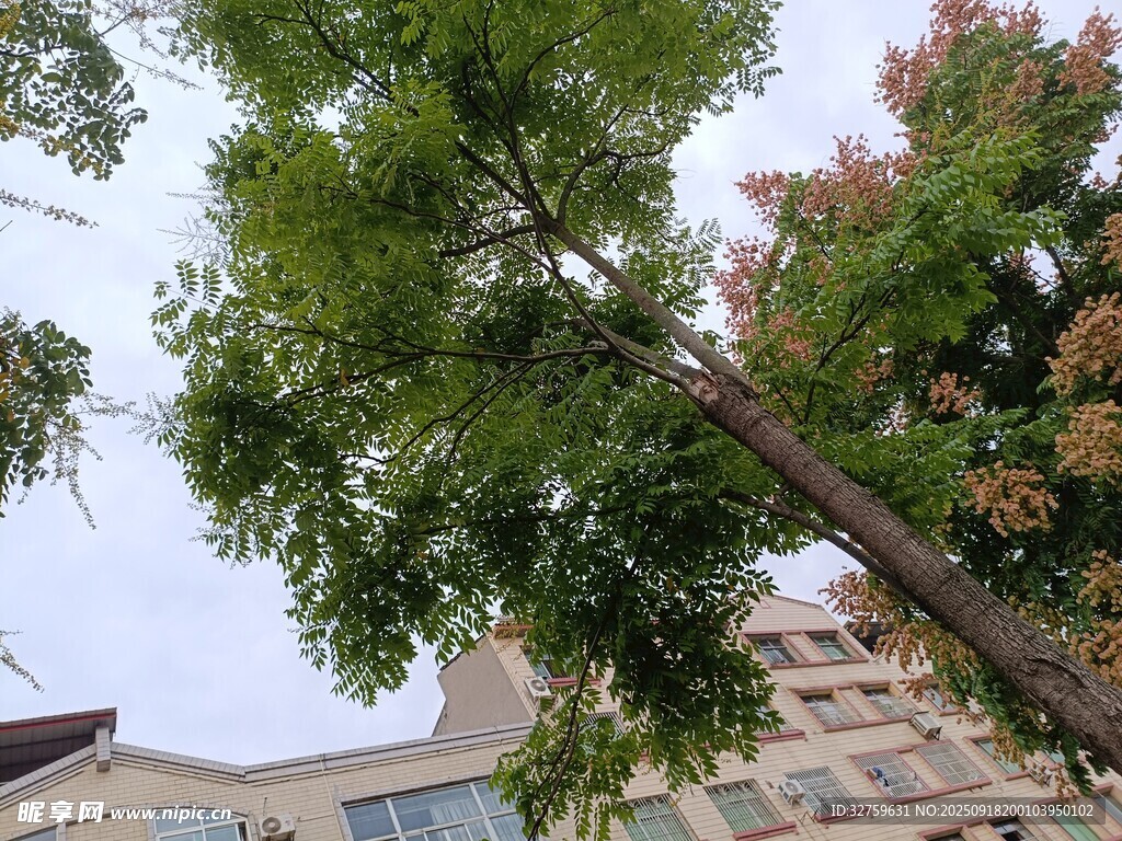 绿树掩映下的城市建筑