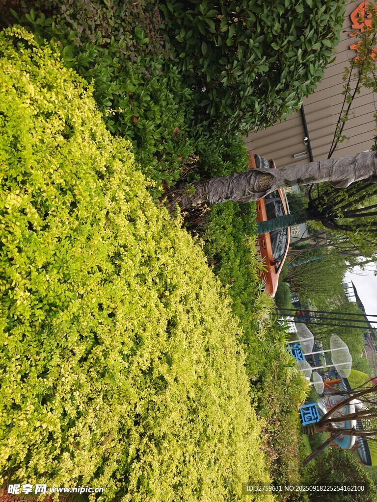 绿意盎然的户外景致