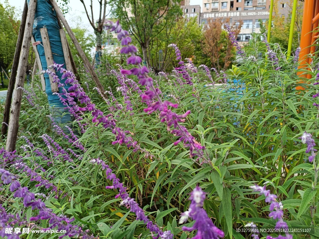 紫色花卉装点的美丽花园