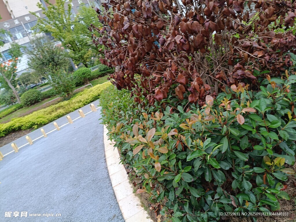 路边多彩绿植景观