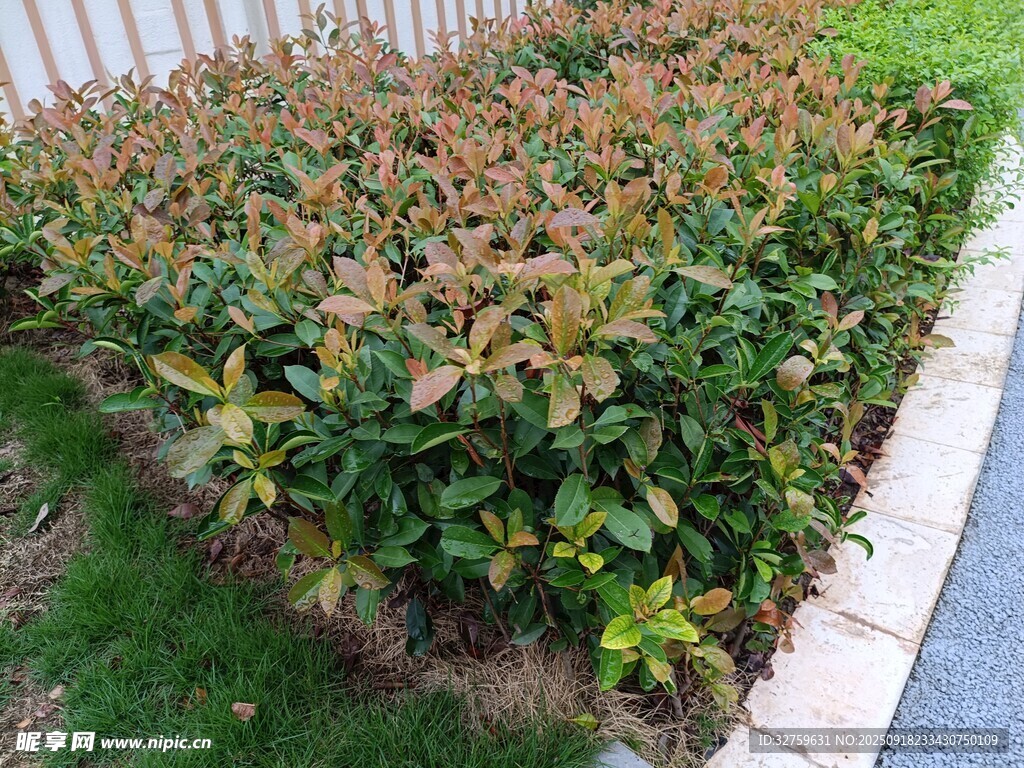 路边多彩灌木丛景观