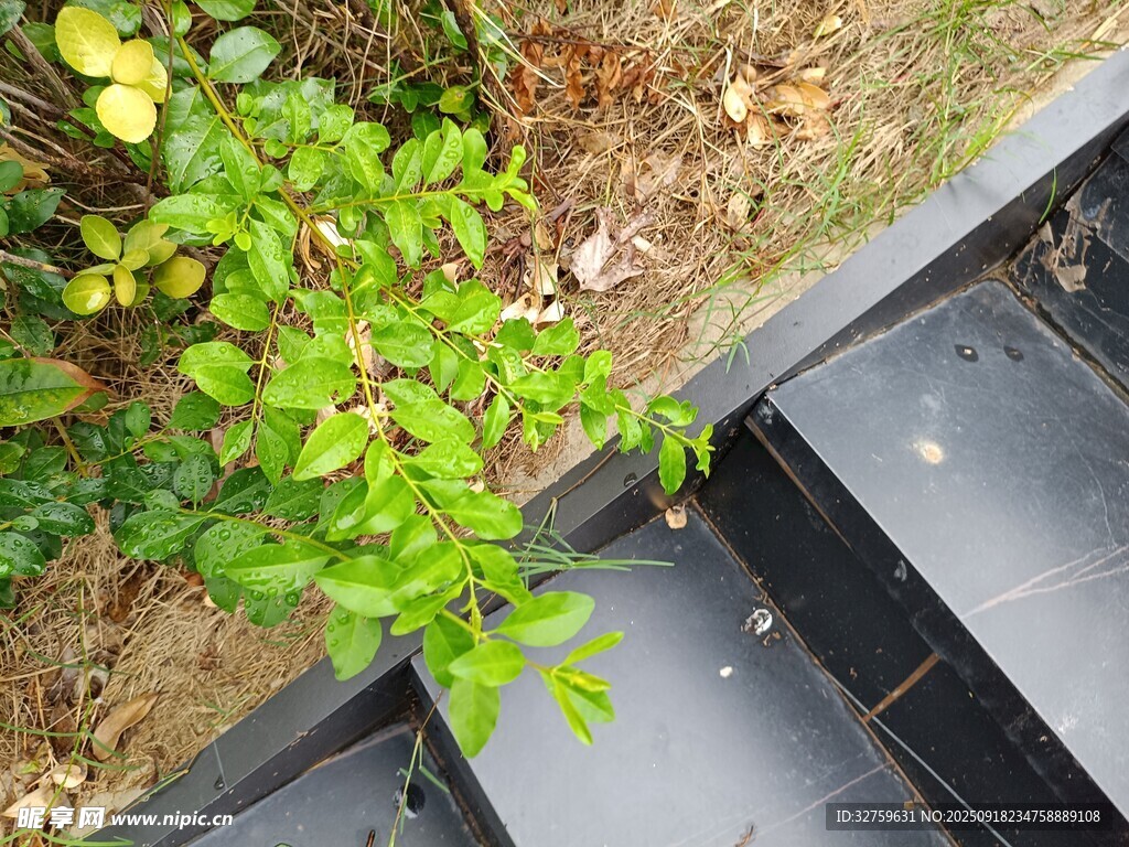 台阶旁生长的翠绿植物