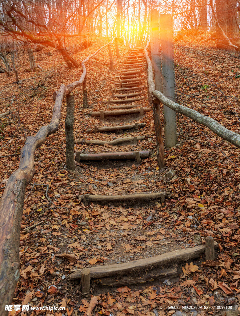 秋日林间阳光洒落的木阶梯