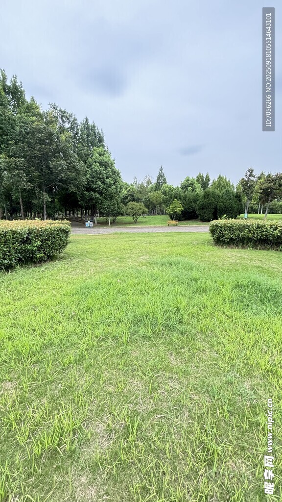 绿意盎然的户外草坪景观