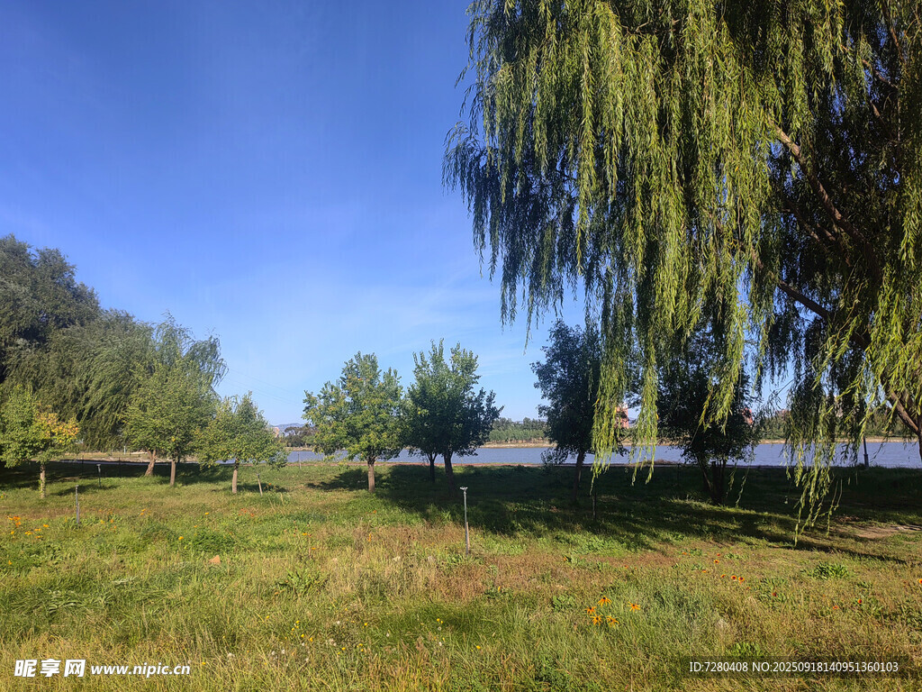 湖畔垂柳下的开阔草地