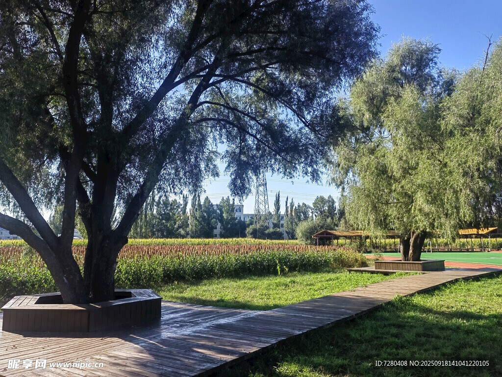 公园林荫步道风景