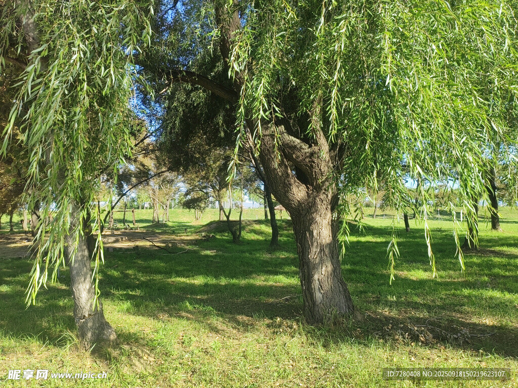 柳树林下的静谧绿意