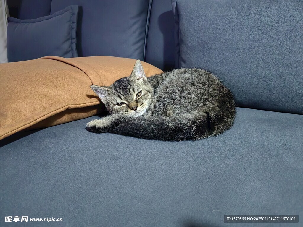 沙发上酣睡的可爱猫咪