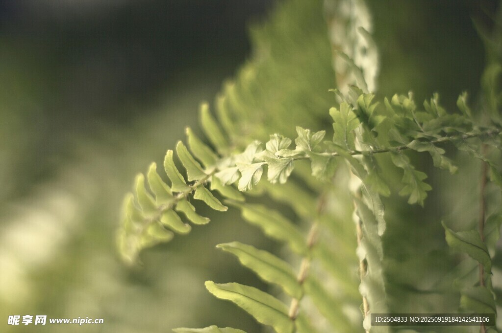 翠绿蕨类植物特写