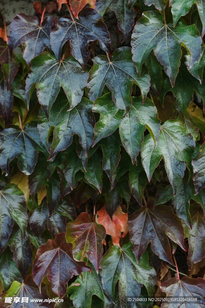 绿叶间的多彩叶片