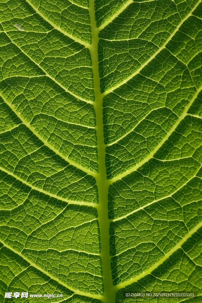 翠绿叶片的清晰脉络纹理