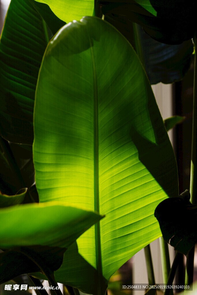 阳光下的翠绿芭蕉叶