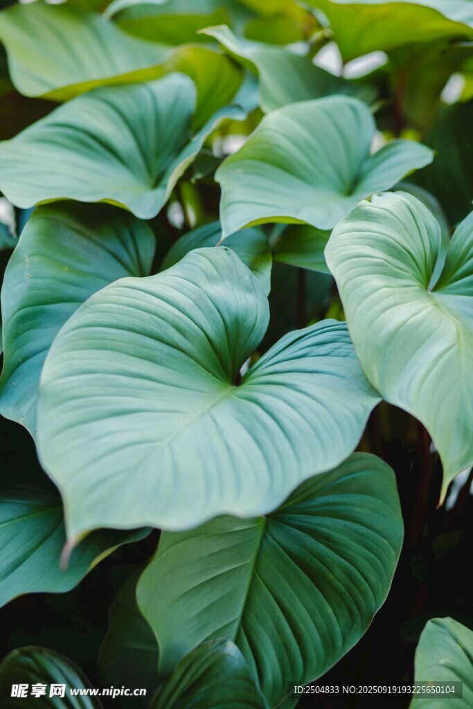 翠绿舒展的大片心形叶片