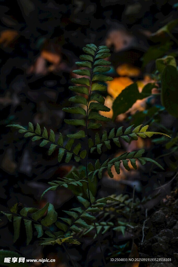 林间翠绿蕨类植物特写