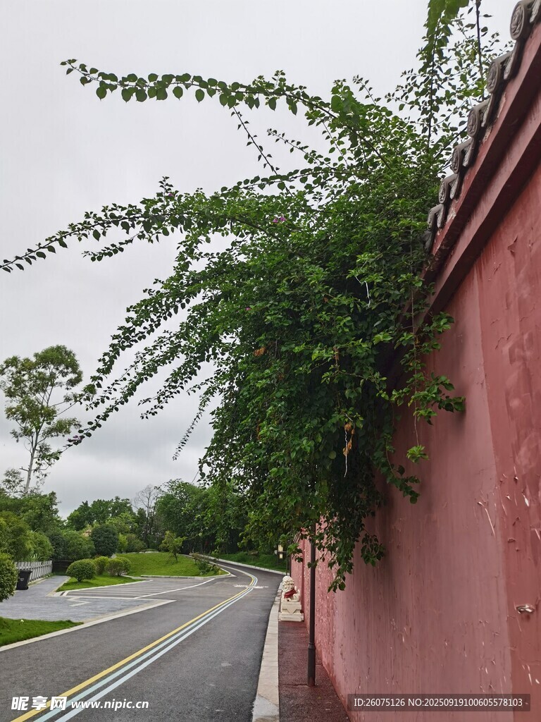 红墙边蔓延的翠绿藤蔓