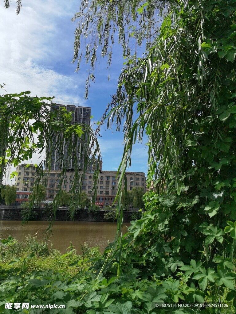 河畔绿植掩映下的城市景观