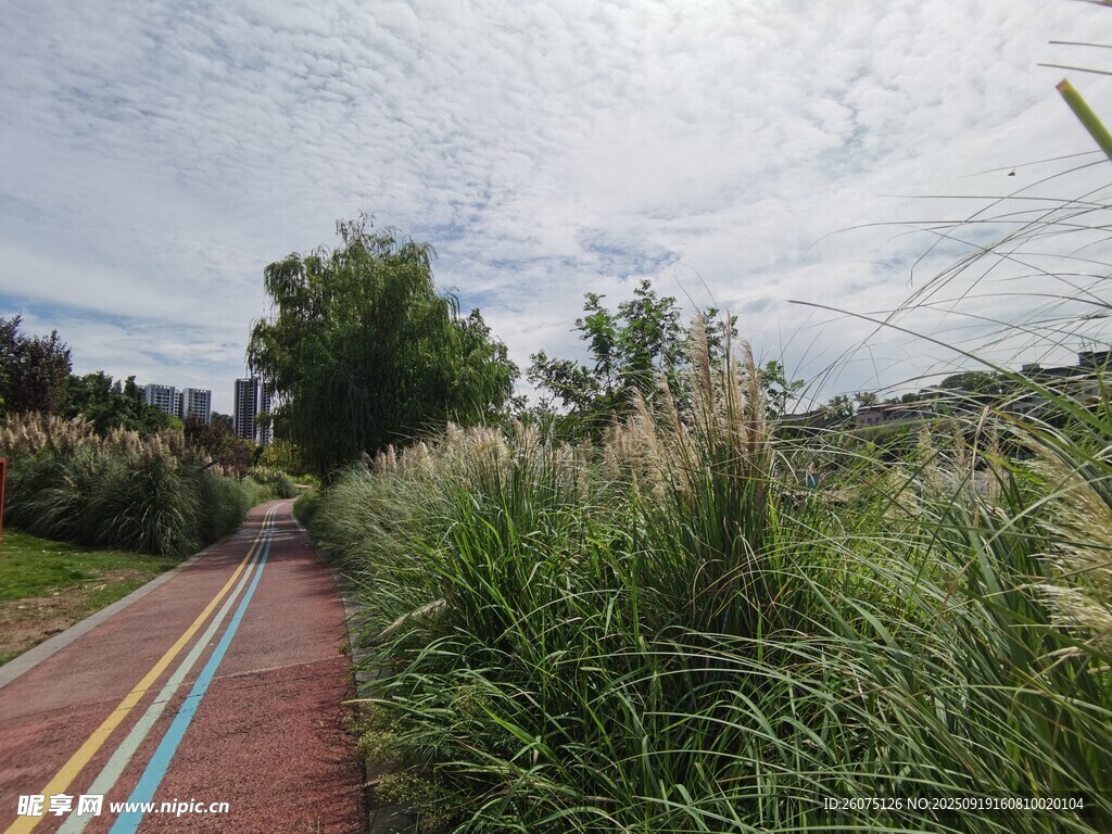 彩色步道旁的葱郁绿植