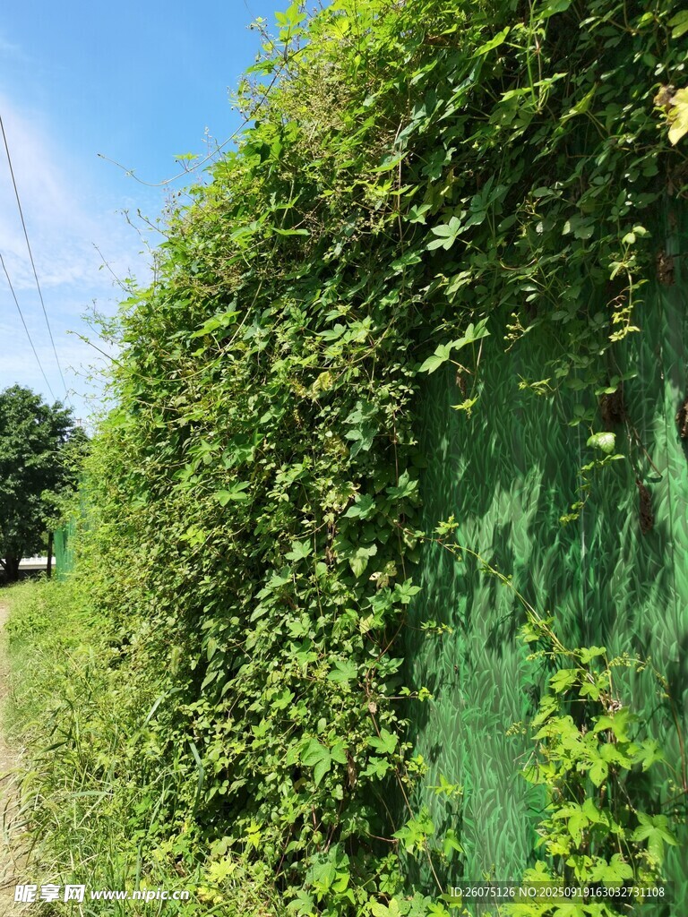 翠绿藤蔓覆盖的绿色墙面