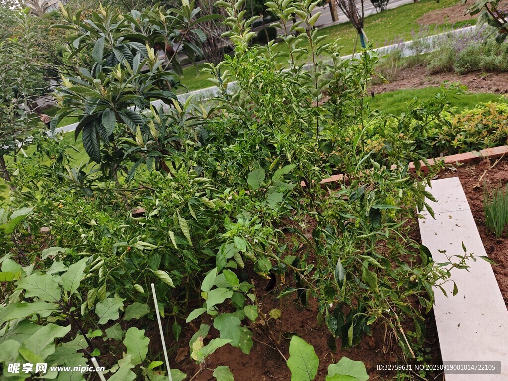 庭院中的繁茂绿植