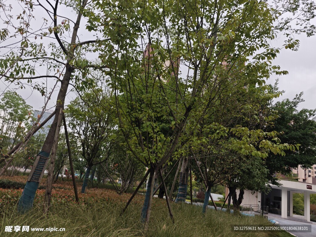 公园绿树成荫的景致