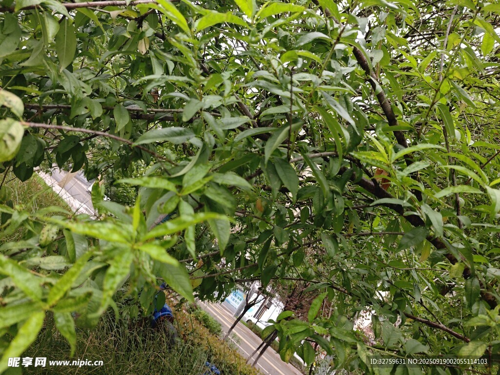 繁茂绿叶下的隐秘景象